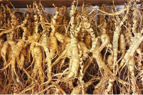 長白山黑參 五載沉淀，鮮食營養(yǎng)三倍于干品