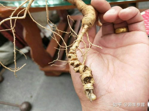 野山參、種植人參與黑參 三者之別與產(chǎn)品解析