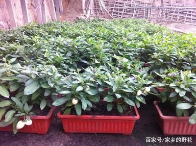 人參果盆栽種植指南與養(yǎng)護要點