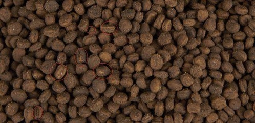 參農(nóng)講述人參種植要點 盆栽人參，或許是最適合家庭的人參栽培技術(shù)